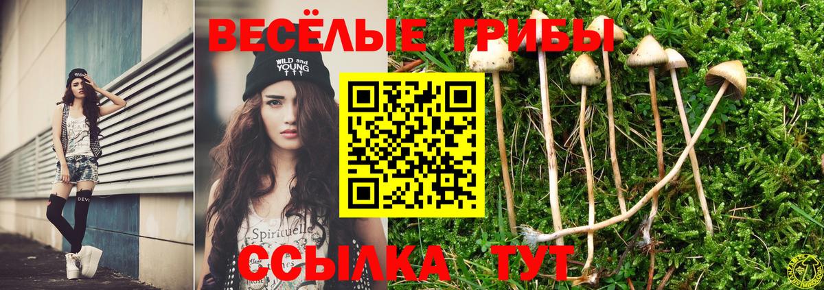 где продают наркотики  Псилоцибиновые грибы Psilocybine cubensis  Калач-на-Дону  Псилоцибиновые грибы Psilocybine cubensis 